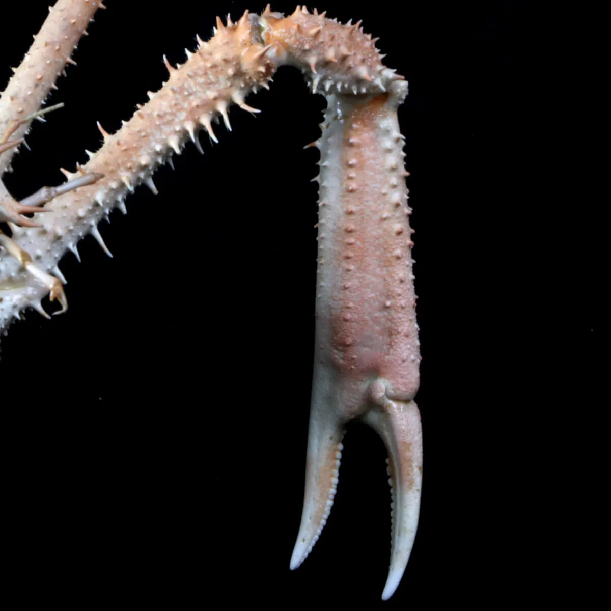 Paromola Macrochira