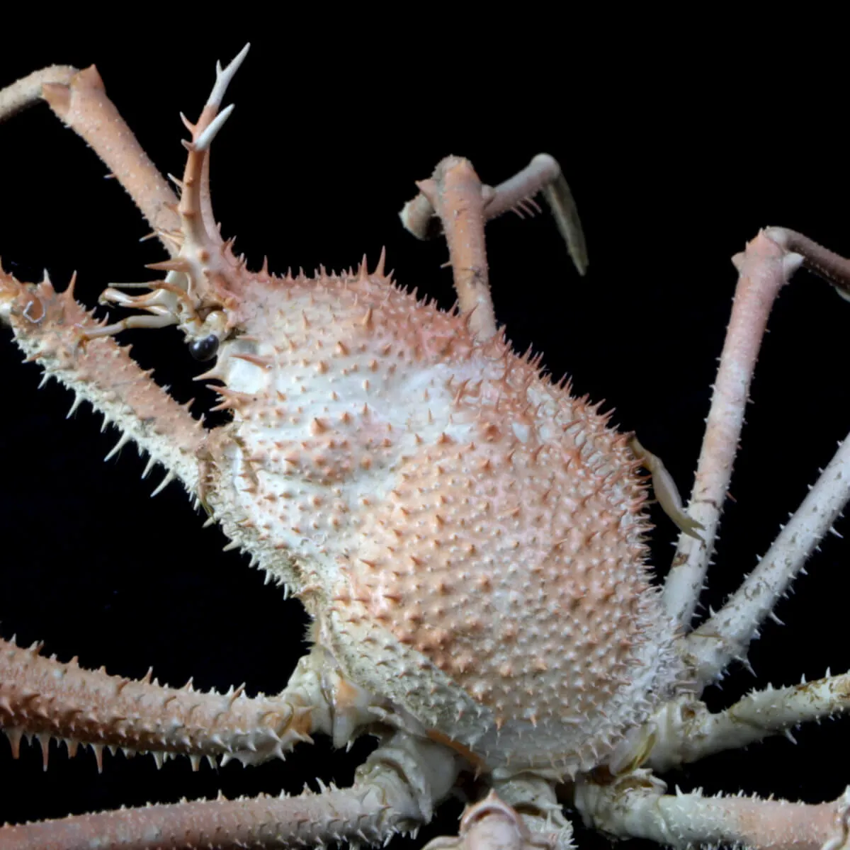 Paromola Macrochira