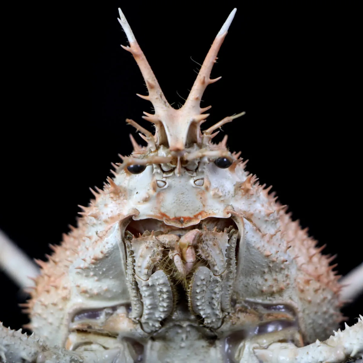 Paromola Macrochira