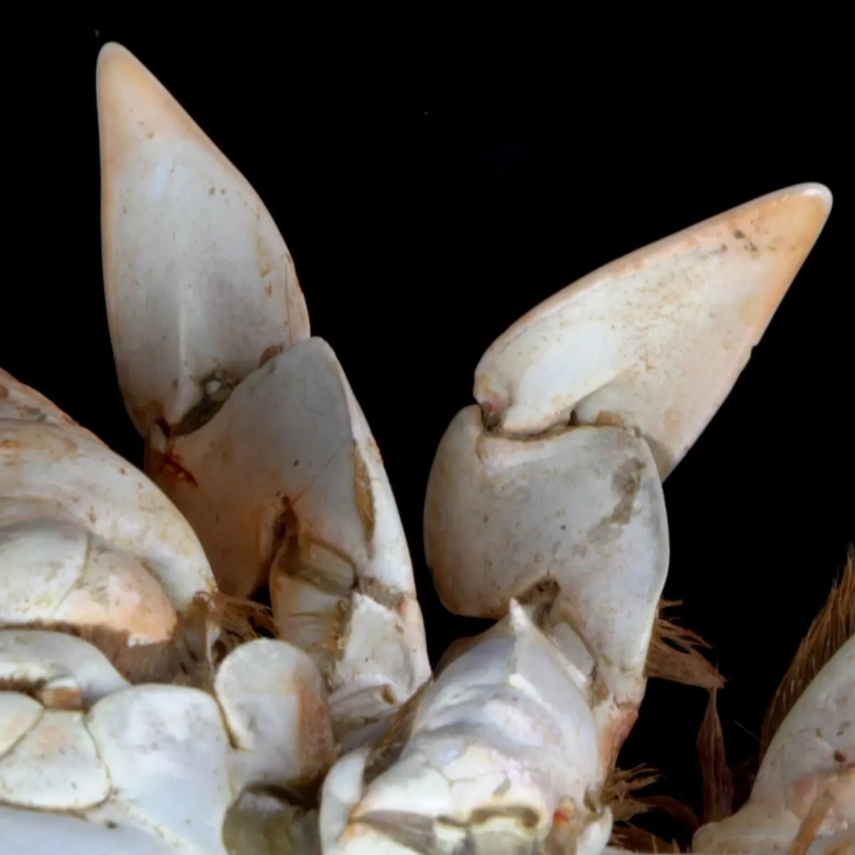 Ranina ranina