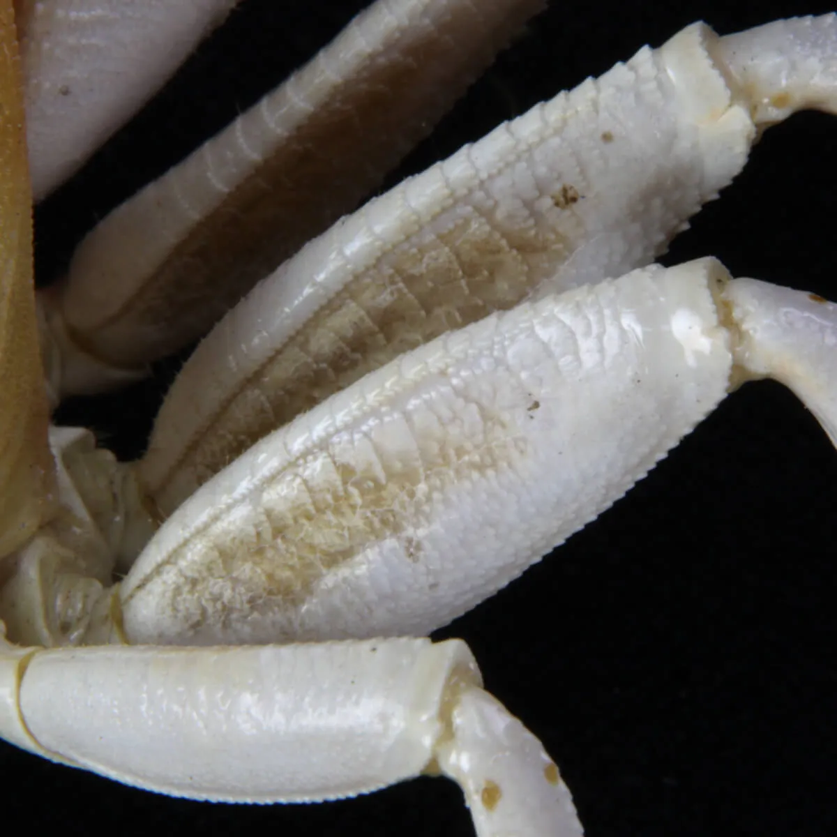 Ocypode Ceratophthalma