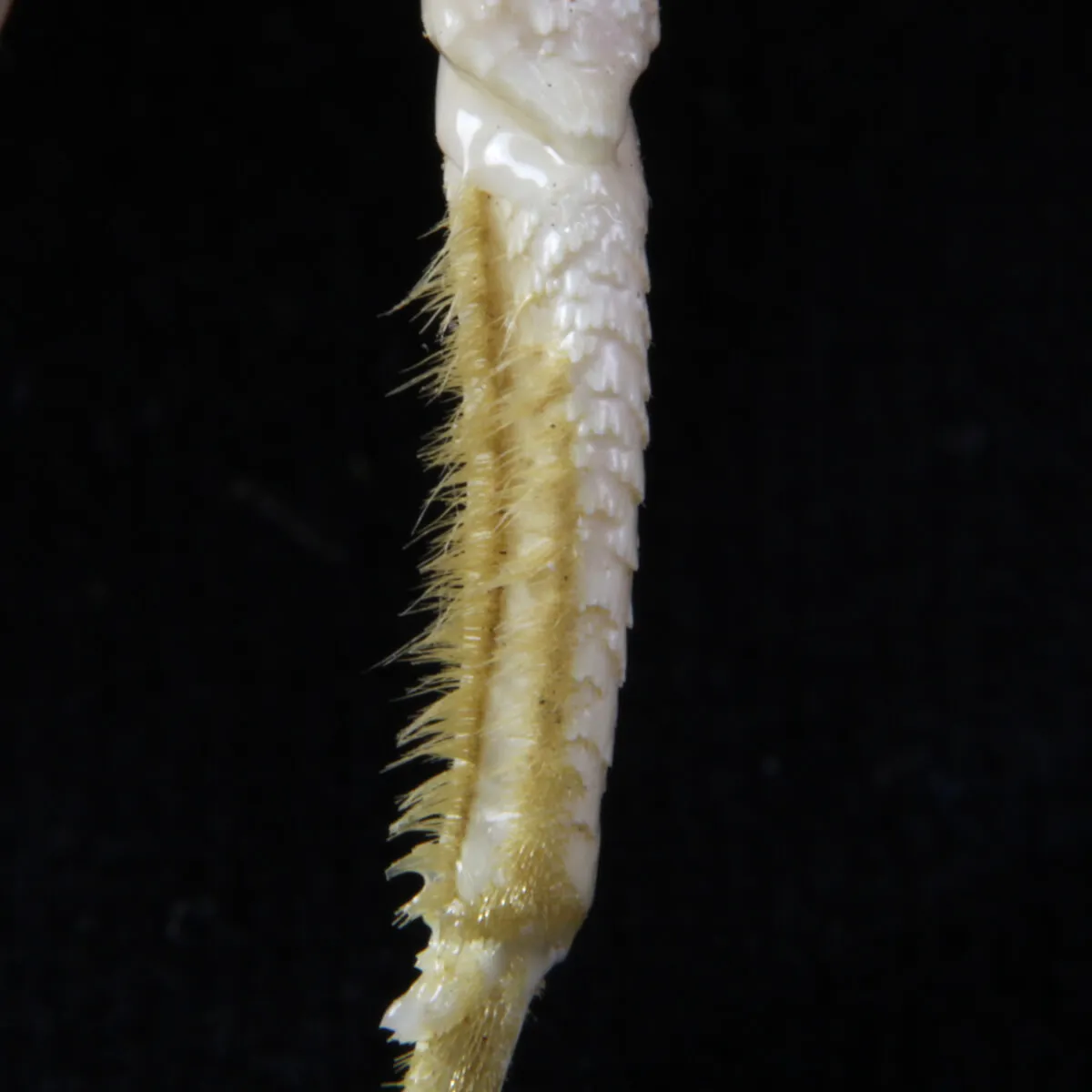 Ocypode Ceratophthalma