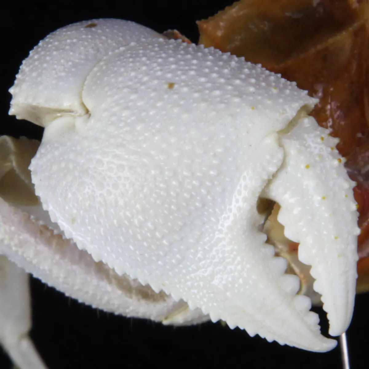 Ocypode Ceratophthalma