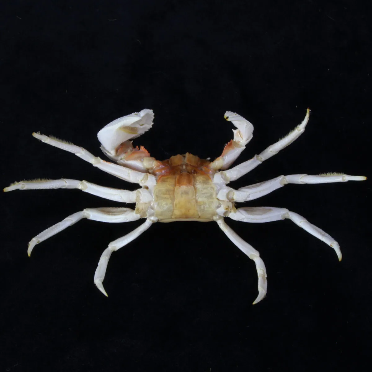 Ocypode Ceratophthalma