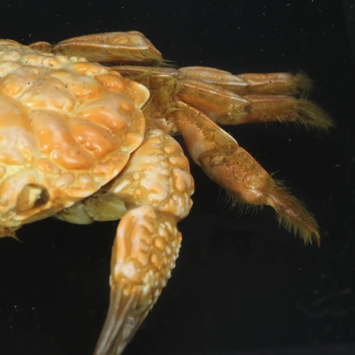 Pilumnus Hirtellus