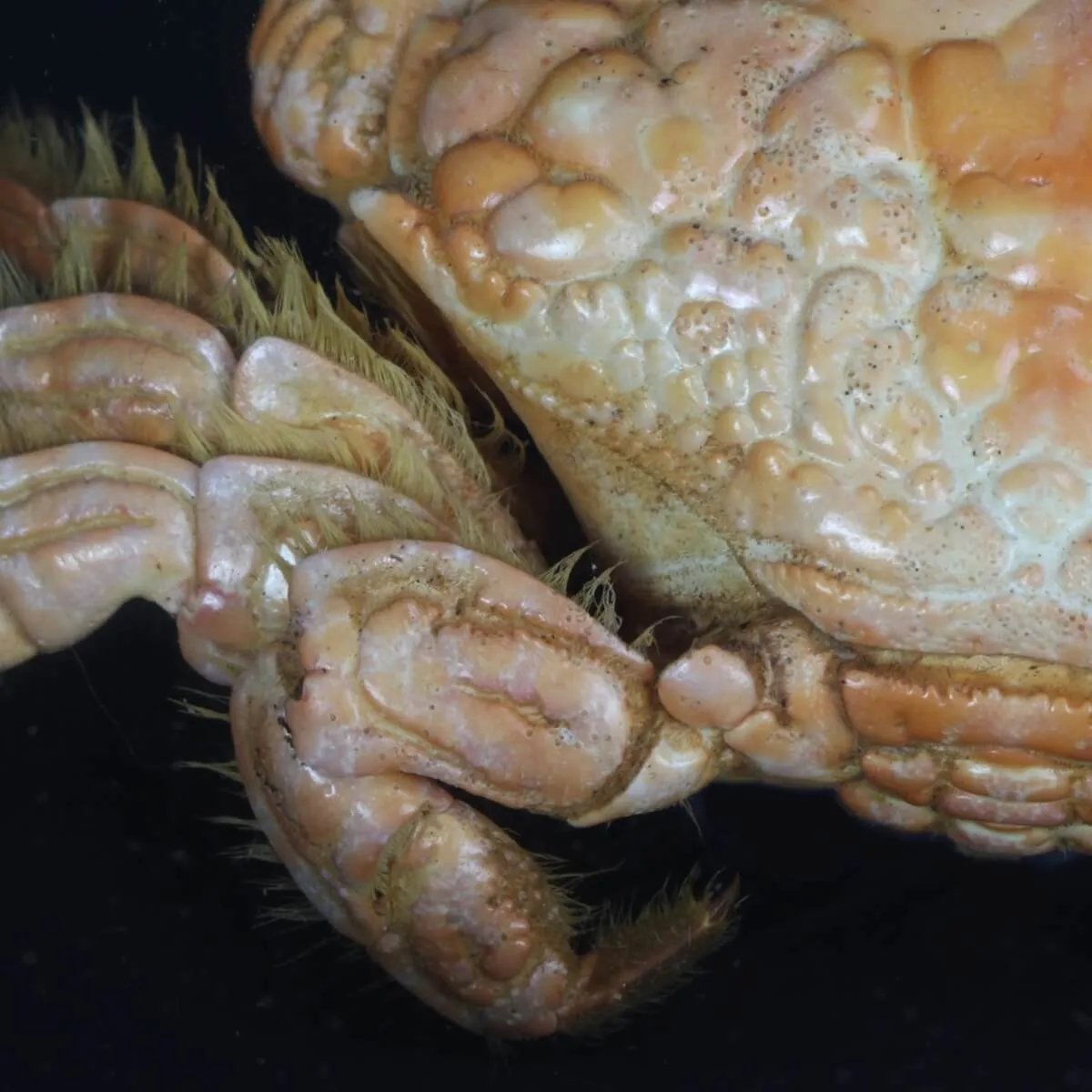 Pilumnus Hirtellus