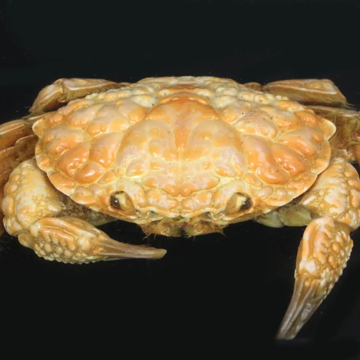 Pilumnus Hirtellus