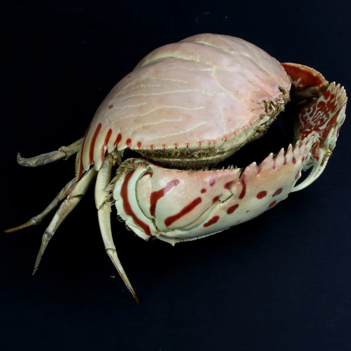 Calappa Granulata