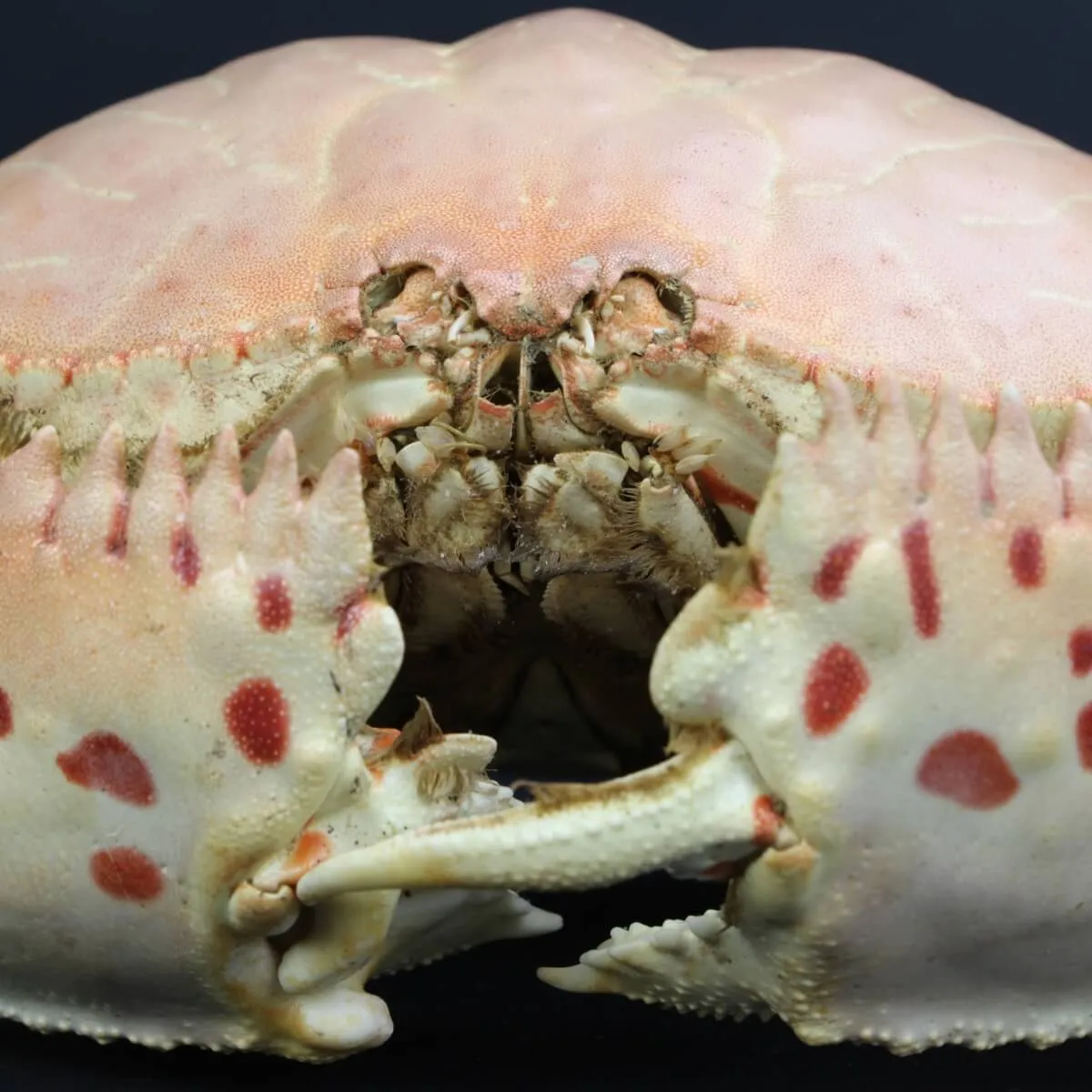 Calappa Granulata