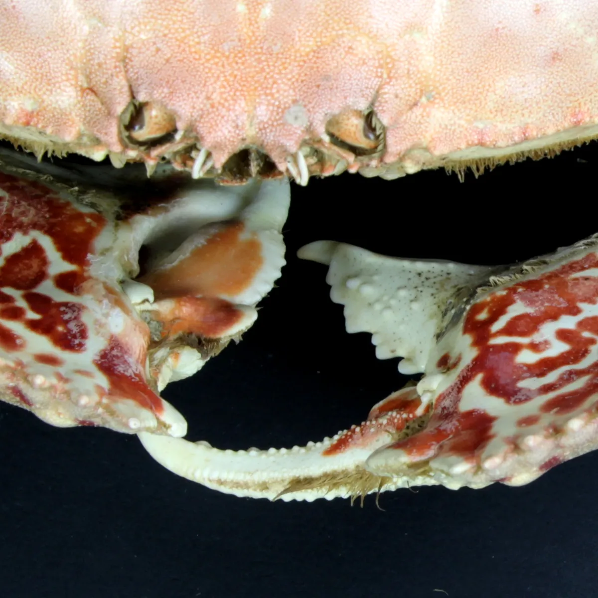 Calappa Granulata