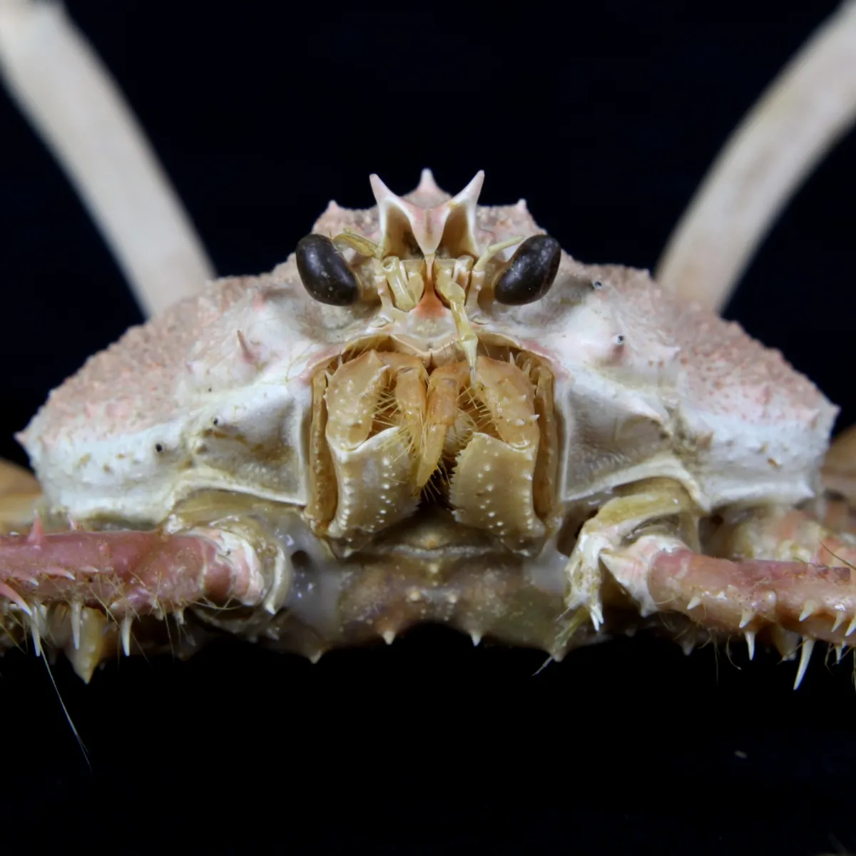 Alcocki Platymaia