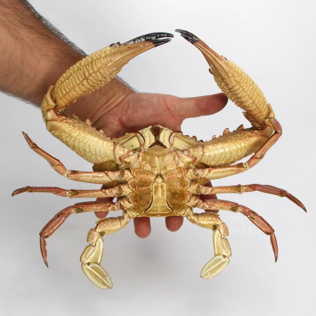Charybdis natator