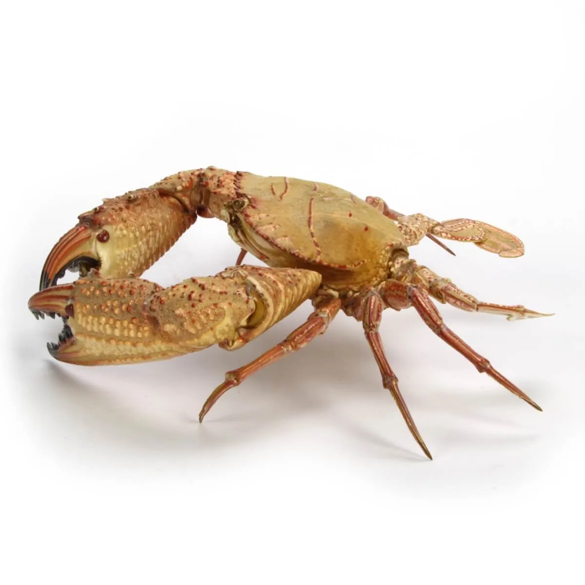 Charybdis natator