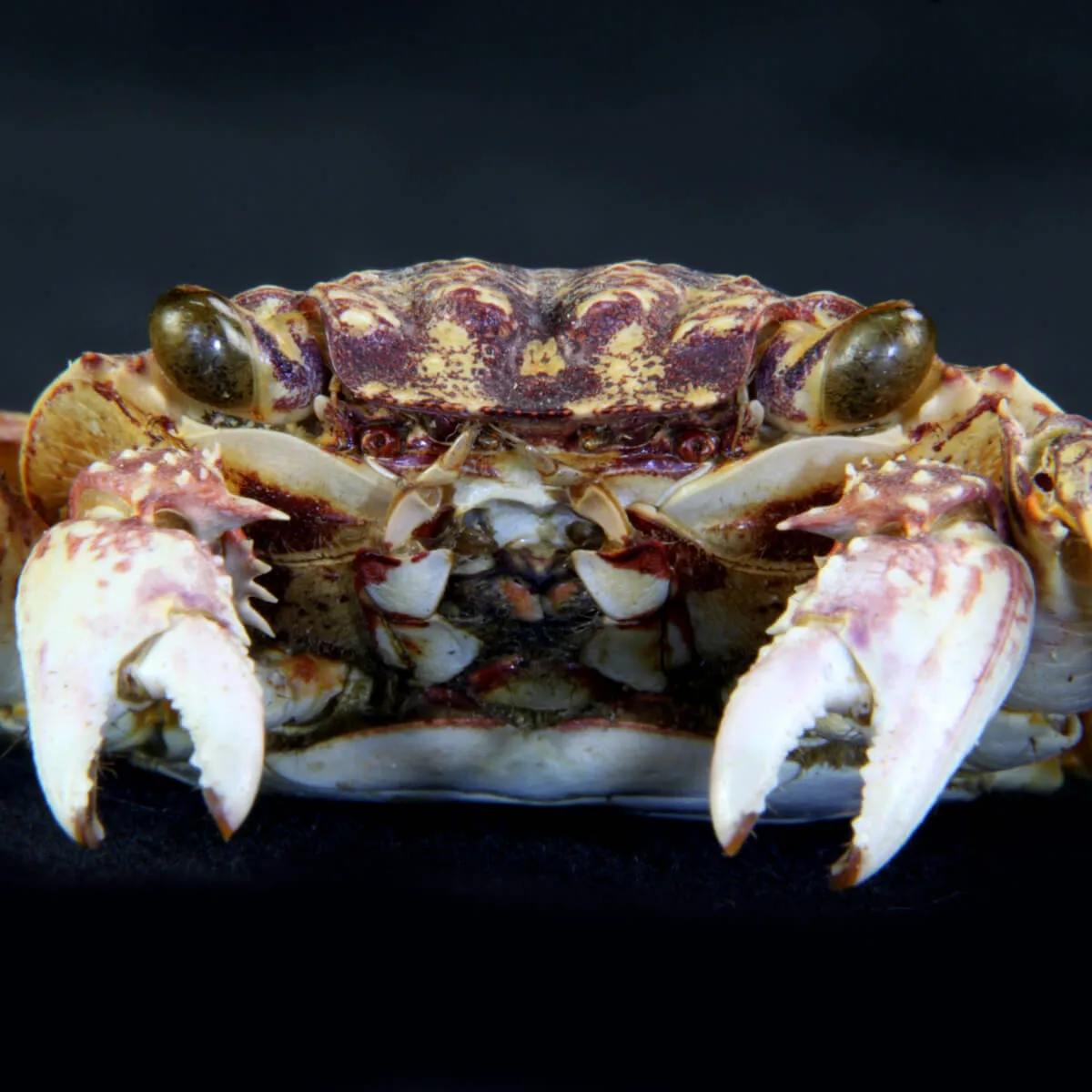 Grapsus albolineatus