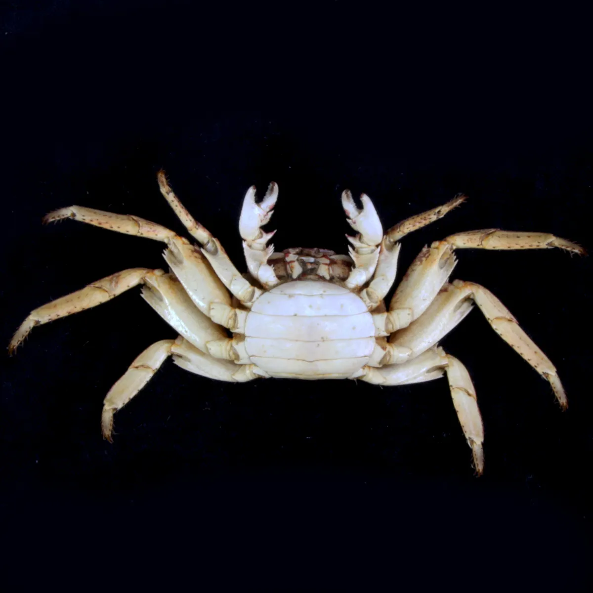 Grapsus albolineatus