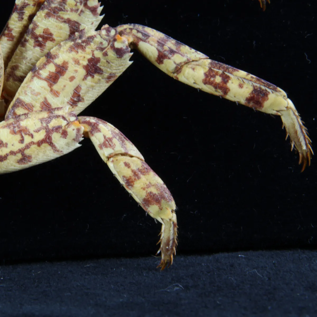Grapsus albolineatus