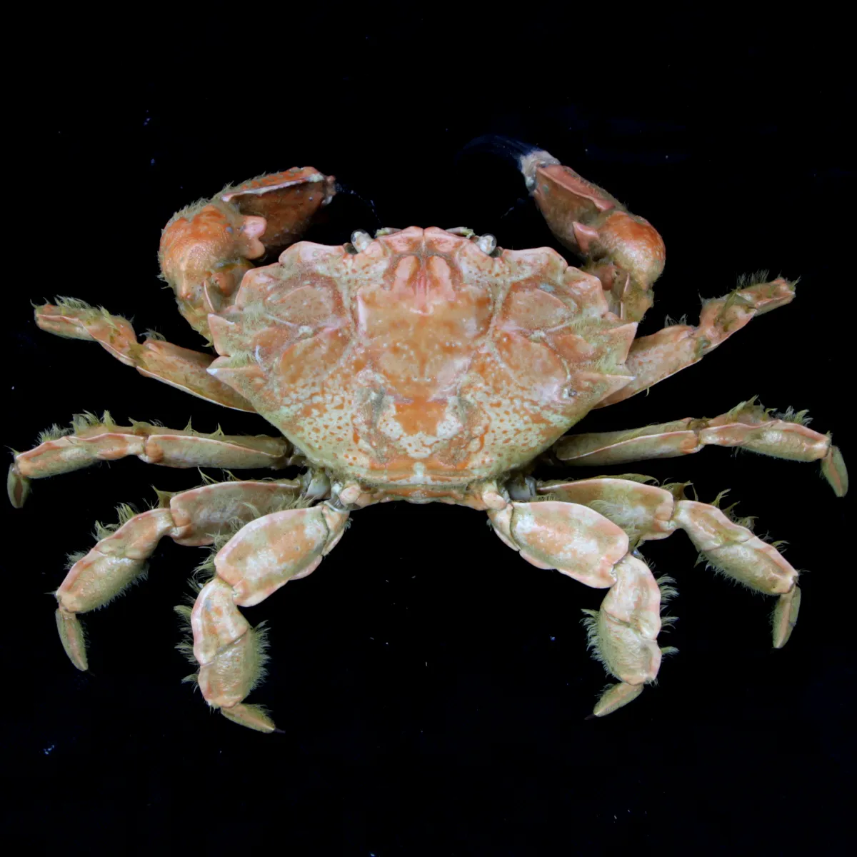 Lophozozymus bertonciniae