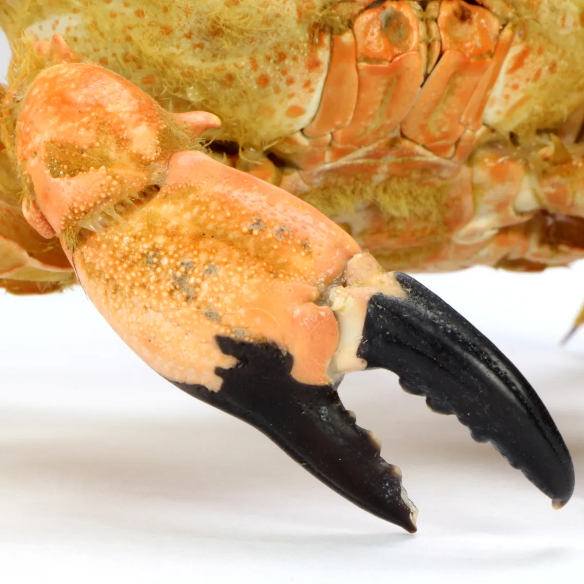 Lophozozymus bertonciniae