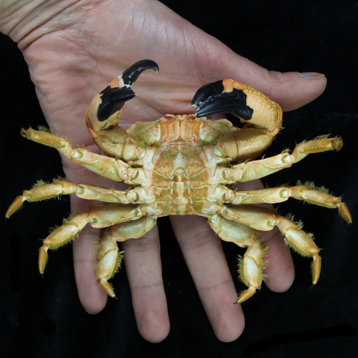 Lophozozymus bertonciniae