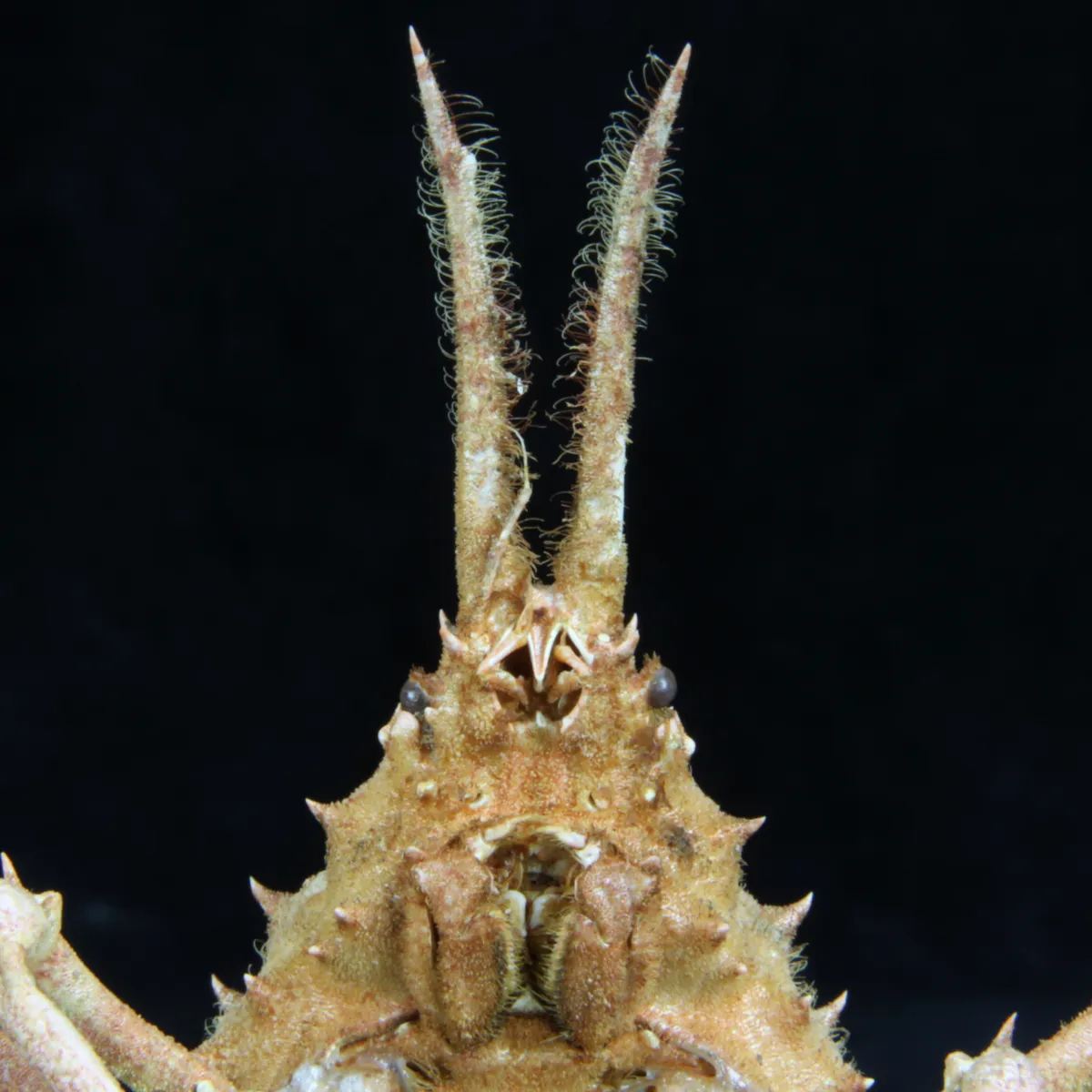 Naxioides robillardi