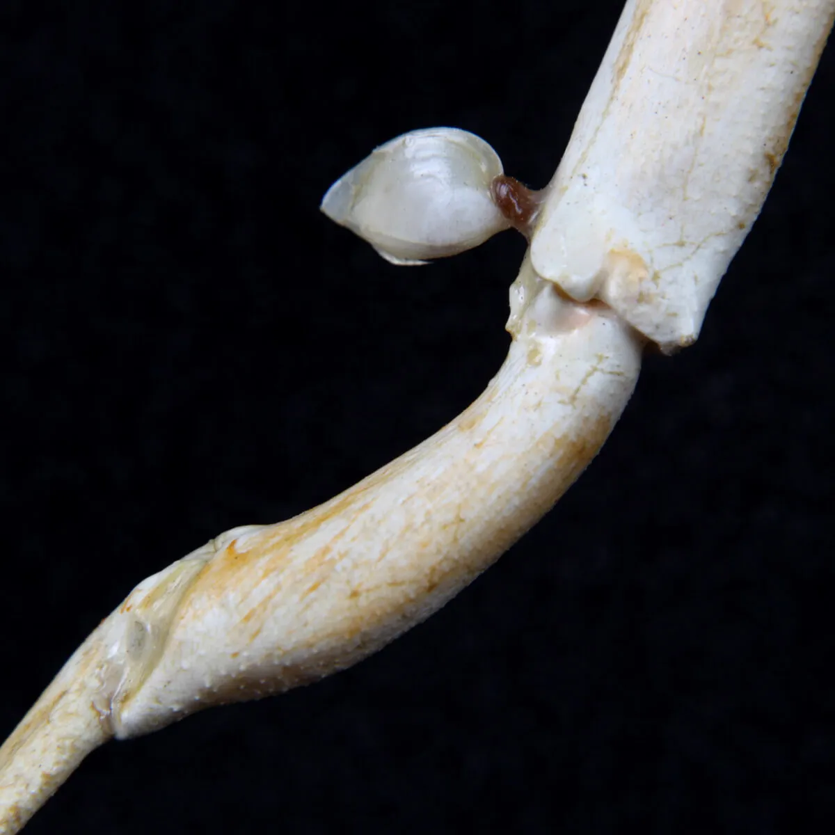 Platymaia alcocki