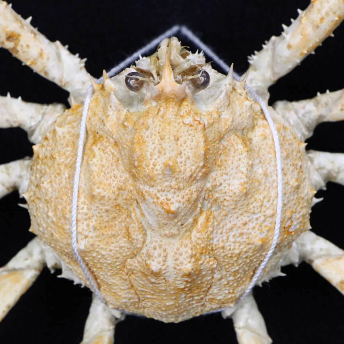 Platymaia alcocki