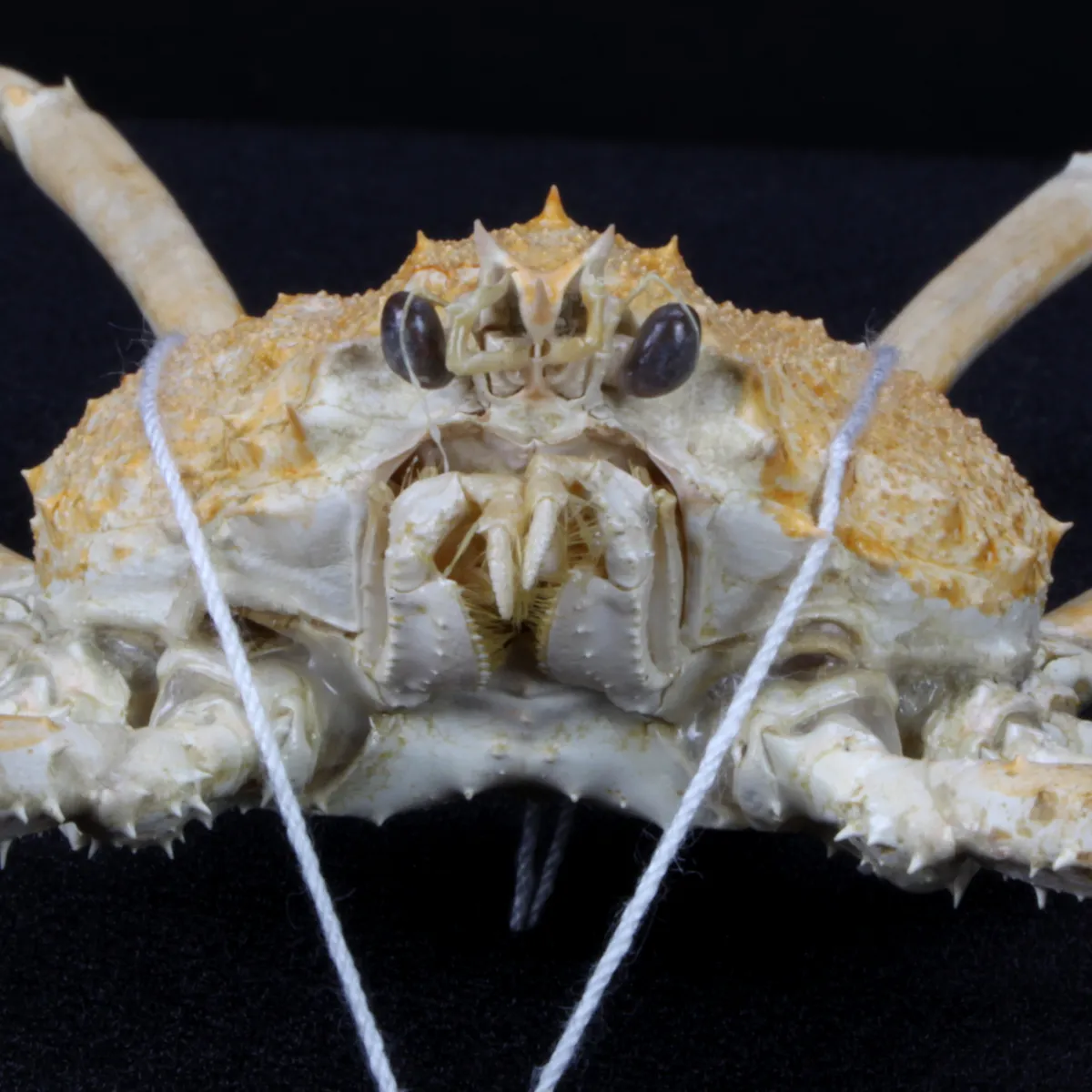 Platymaia alcocki