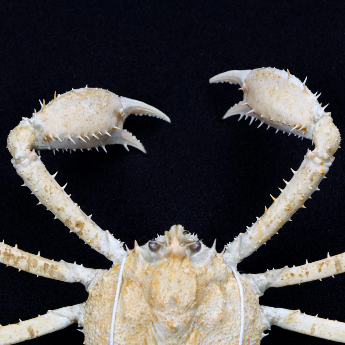 Platymaia alcocki