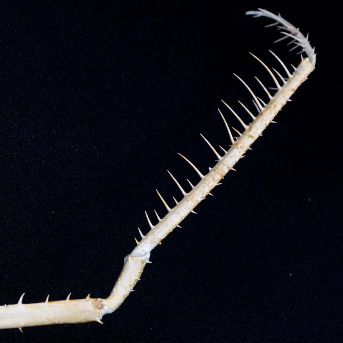 Platymaia alcocki