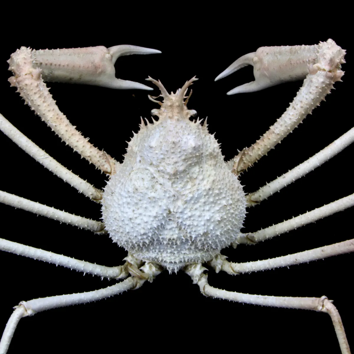Naxioides robillardi