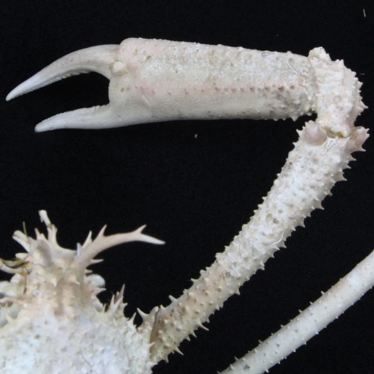 Naxioides robillardi