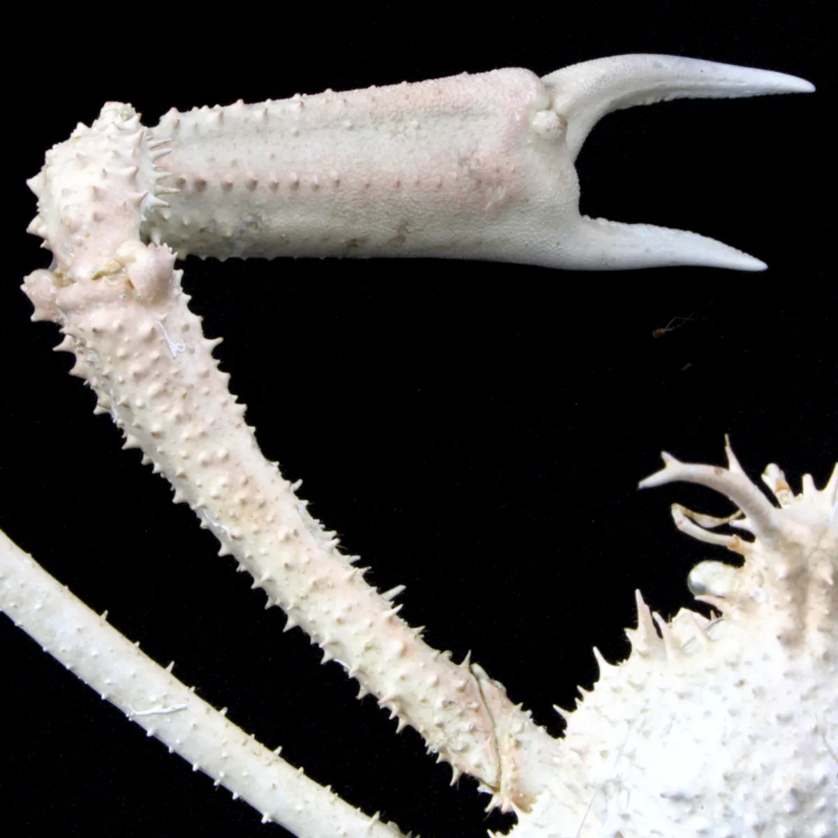 Naxioides robillardi