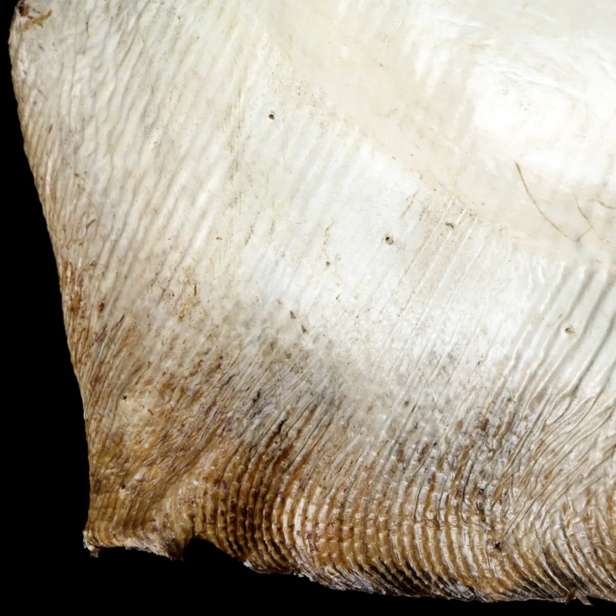 Razza "Stingray" - Myliobatoidei sp.