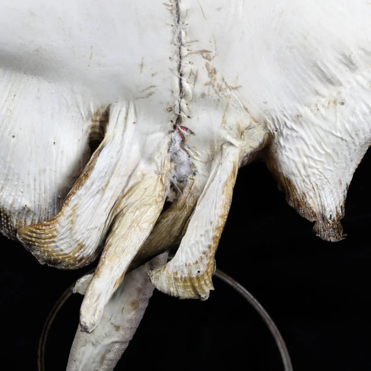 Razza "Stingray" - Myliobatoidei sp.