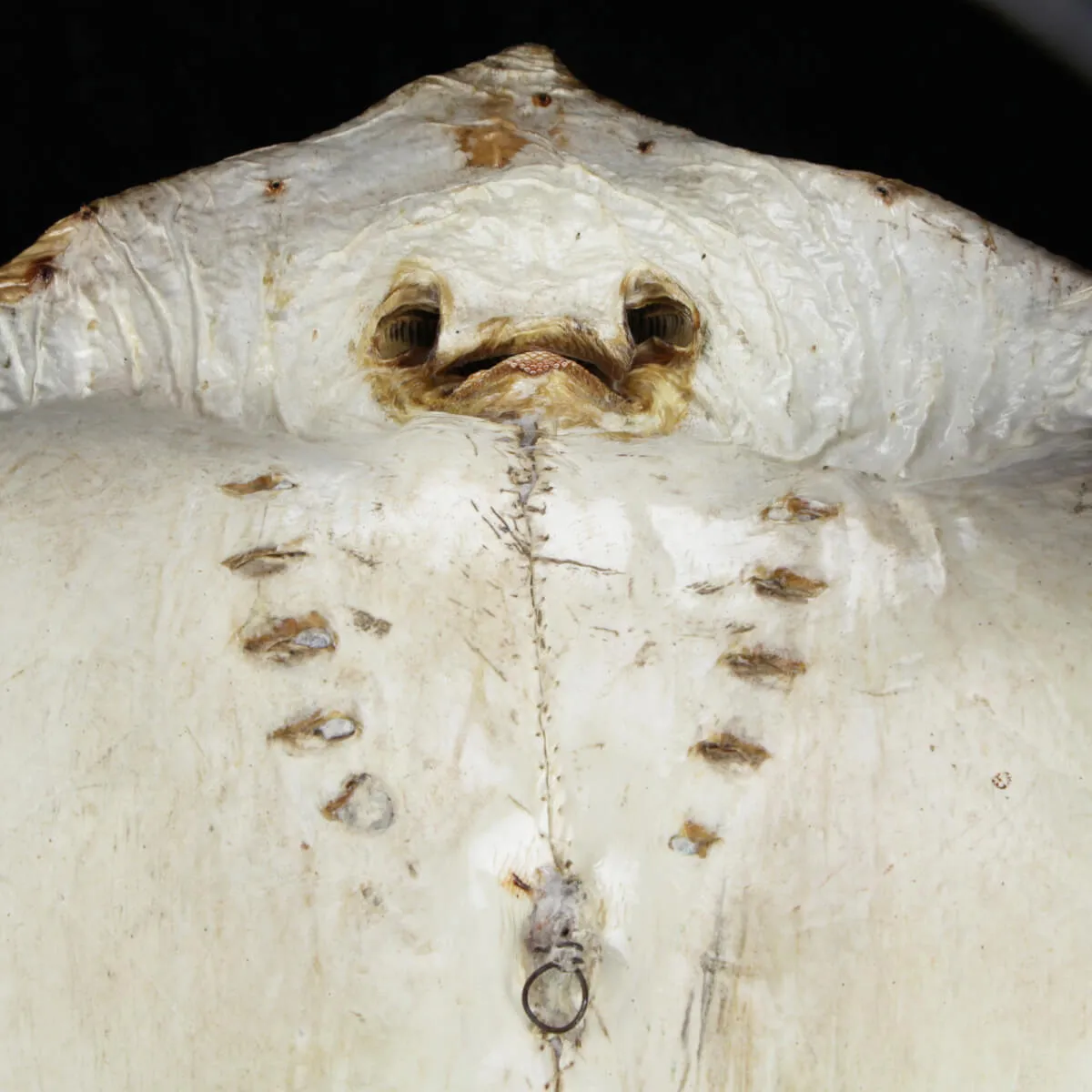 Razza "Stingray" - Myliobatoidei sp.