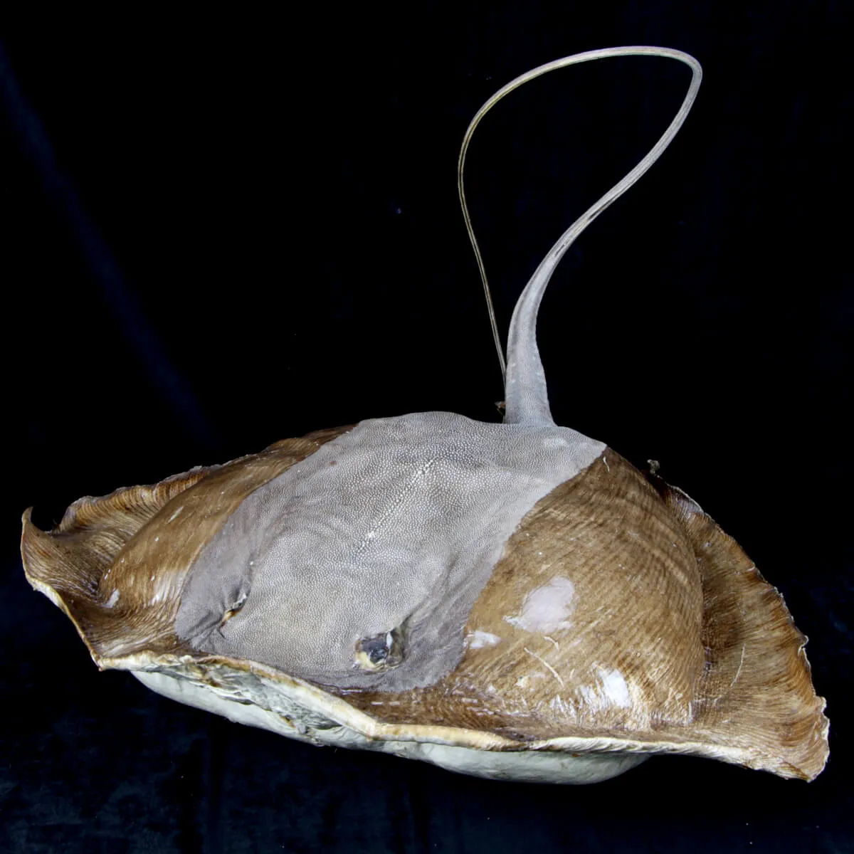 Razza "Stingray" - Myliobatoidei sp.