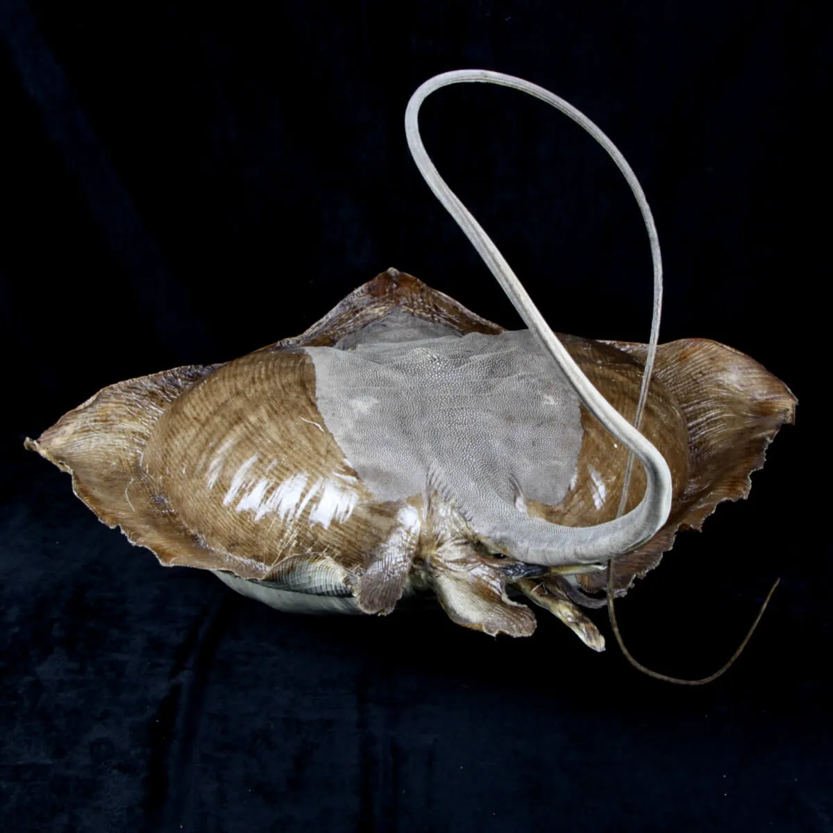 Razza "Stingray" - Myliobatoidei sp.