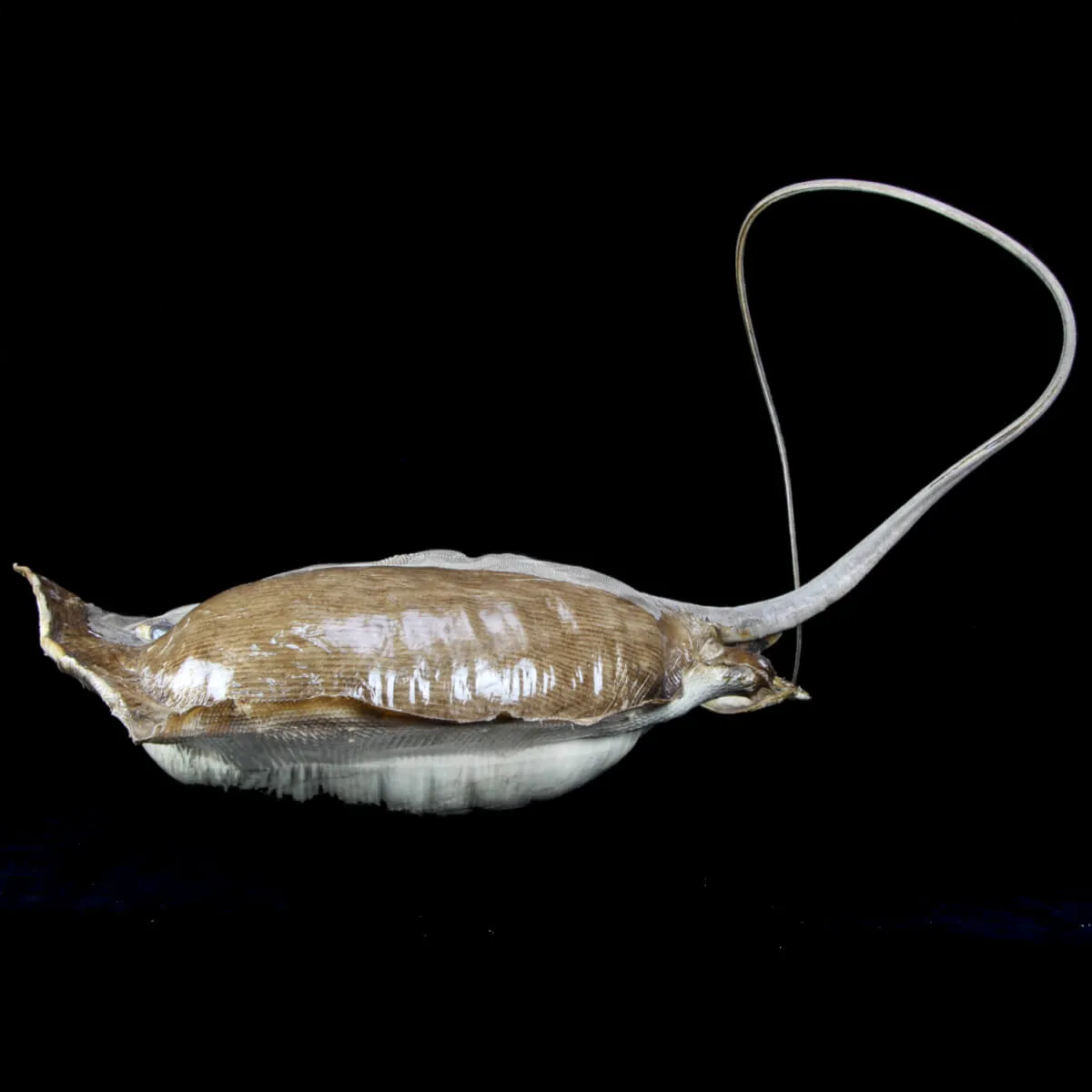 Razza "Stingray" - Myliobatoidei sp.