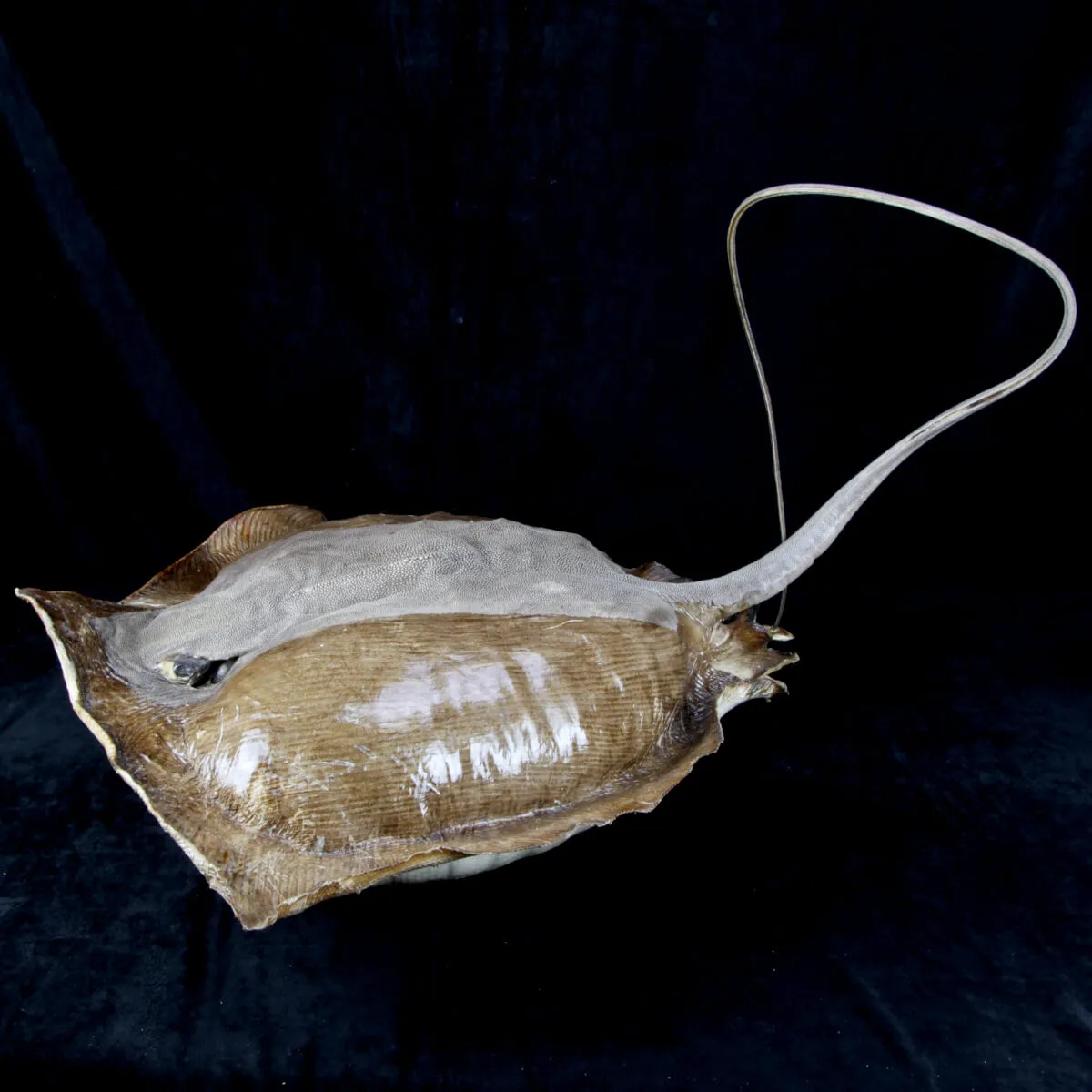 Razza "Stingray" - Myliobatoidei sp.