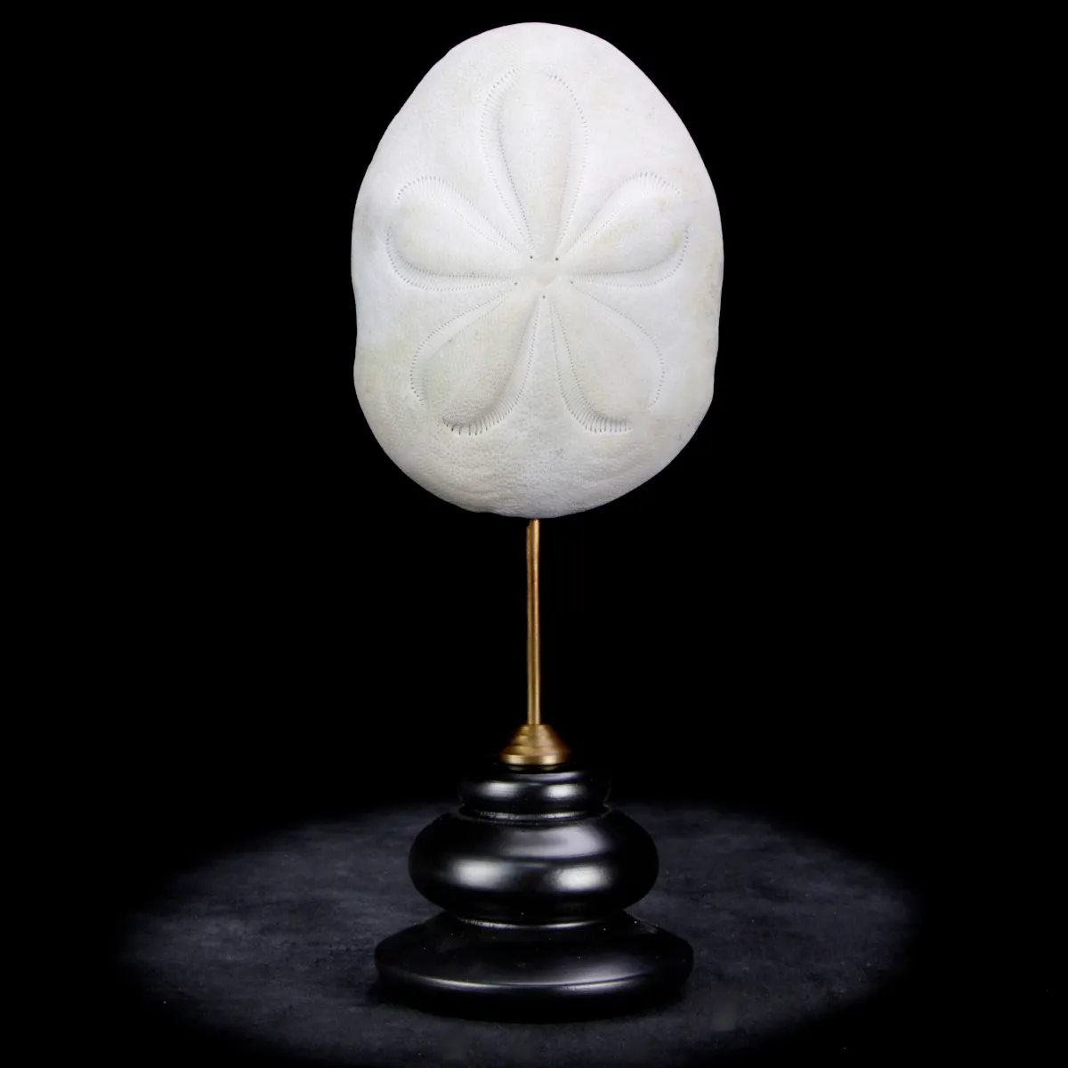 Clypeasteridae, Sand Dollar