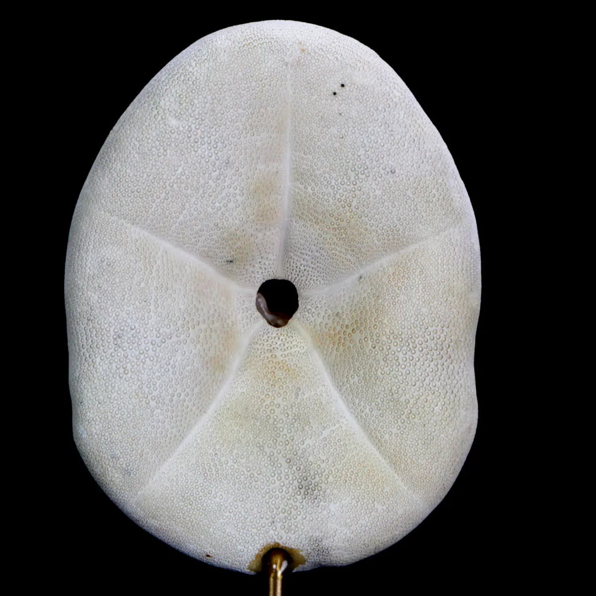 Clypeasteridae, Sand Dollar