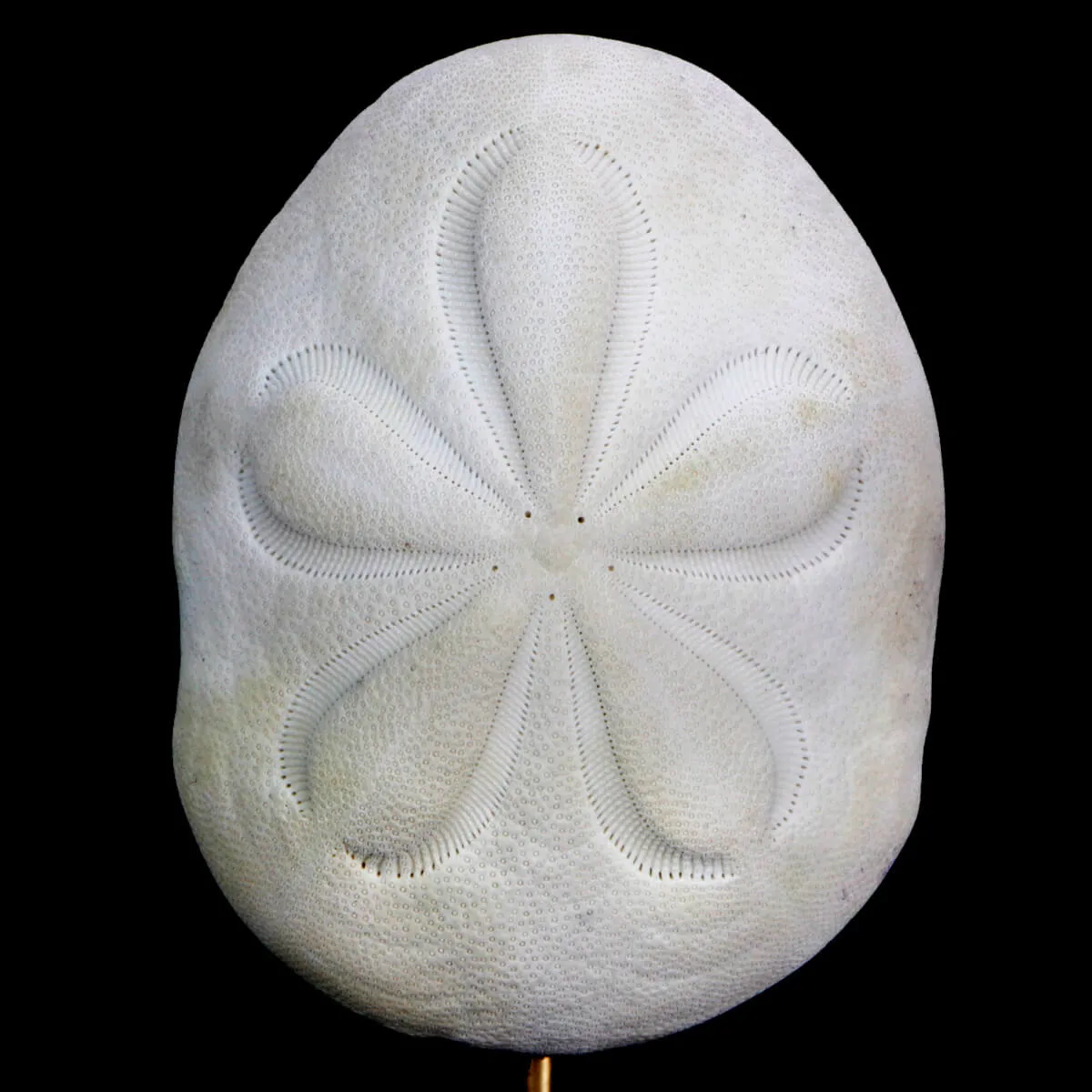 Clypeasteridae, Sand Dollar
