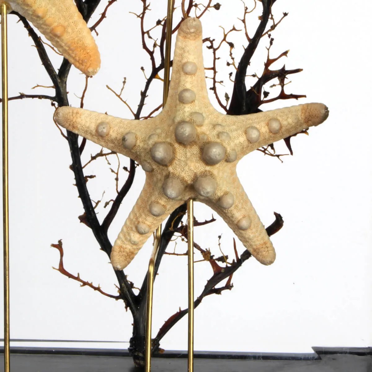 Stelle marine Corazzate in teca