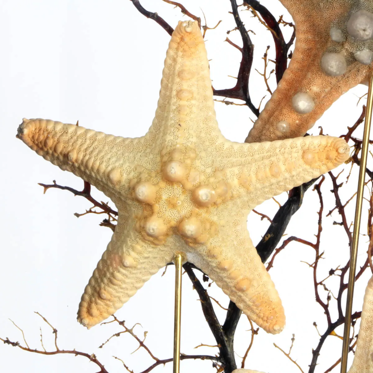 Stelle marine Corazzate in teca