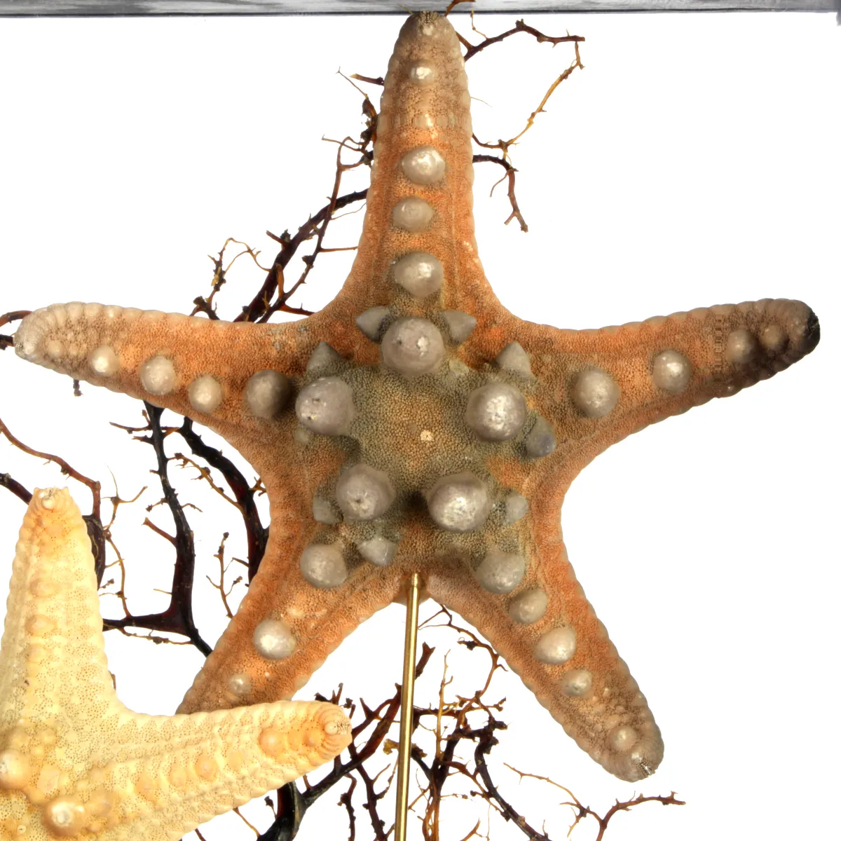 Stelle marine Corazzate in teca