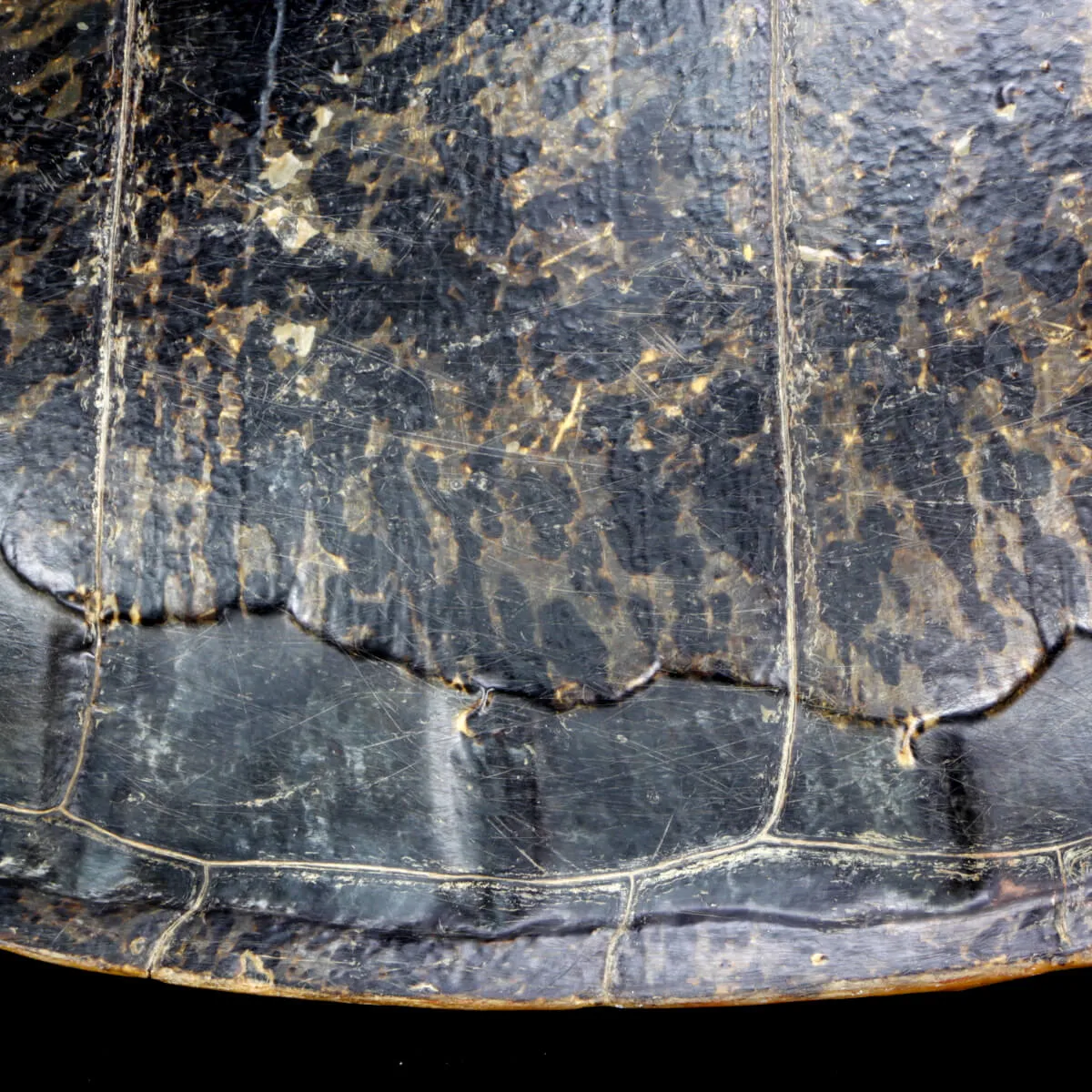 Carapace di Tartaruga