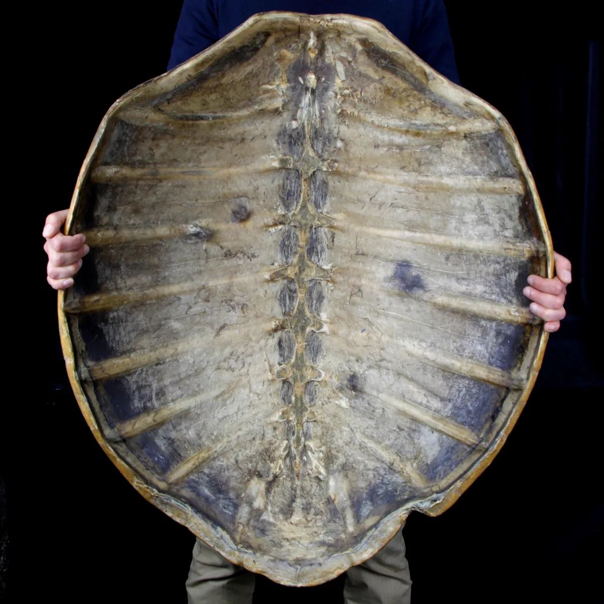 Carapace di Tartaruga
