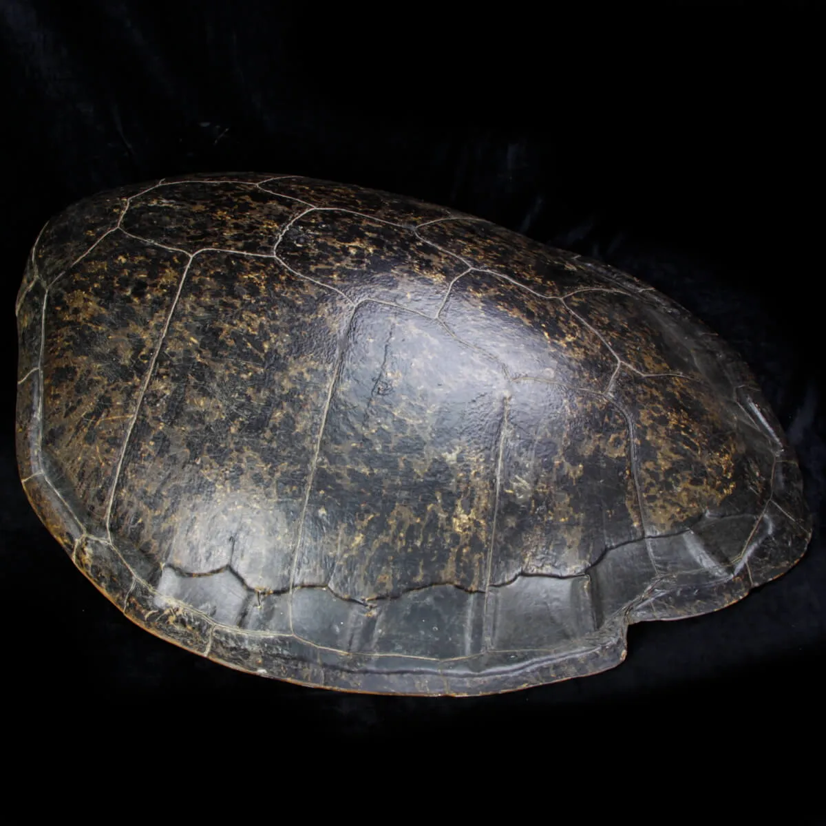 Carapace di Tartaruga