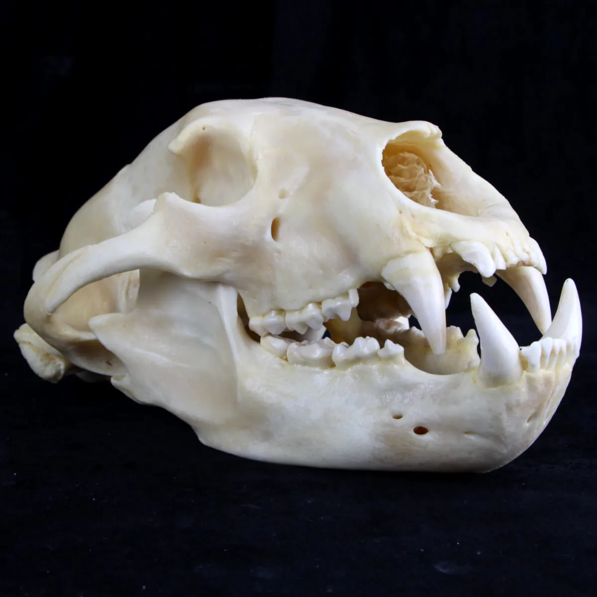 Teschio di Orso Nero Americano