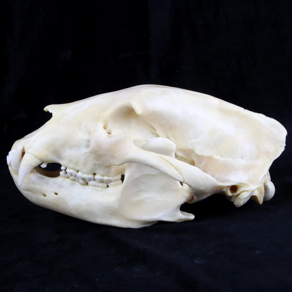 Teschio di Orso Nero Americano